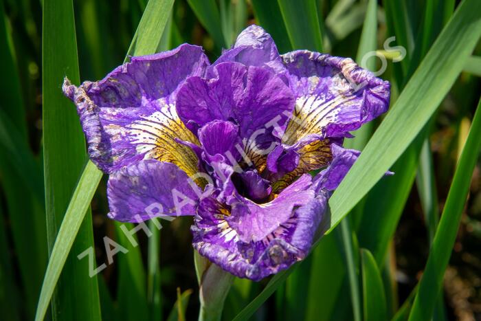 Kosatec sibiřský 'Double Standard' - Iris sibirica 'Double Standard'