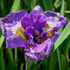 Kosatec sibiřský 'Double Standard' - Iris sibirica 'Double Standard'