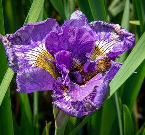 Kosatec sibiřský 'Double Standard' - Iris sibirica 'Double Standard'