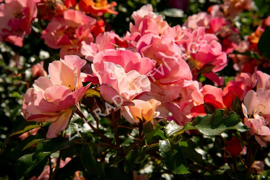 Růže mnohokvětá Tantau 'Jazz' - Rosa MK 'Jazz'