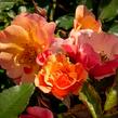 Růže mnohokvětá Tantau 'Jazz' - Rosa MK 'Jazz'