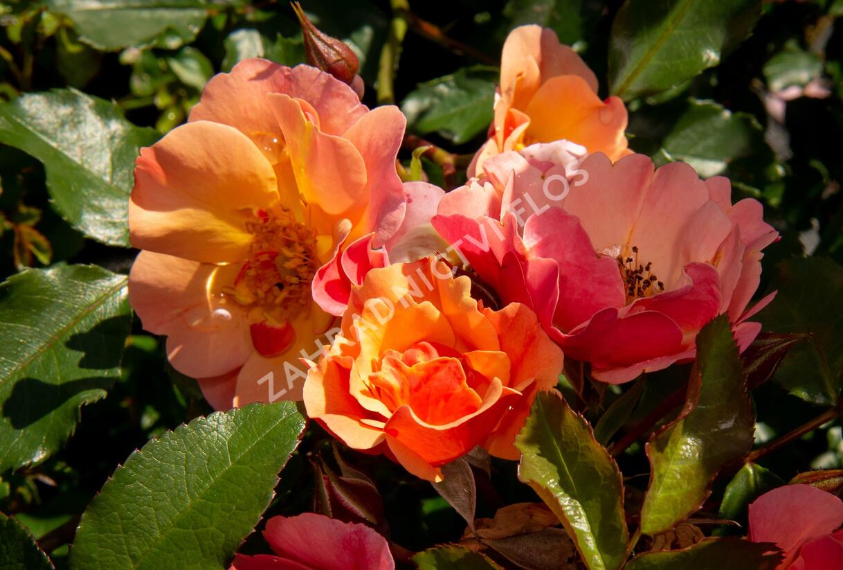 Růže mnohokvětá Tantau 'Jazz' - Rosa MK 'Jazz'