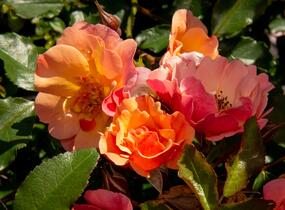 Růže mnohokvětá Tantau 'Jazz' - Rosa MK 'Jazz'
