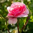 Růže pnoucí 'Camelot' - Rosa PN 'Camelot'