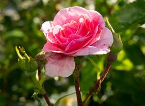 Růže pnoucí 'Camelot' - Rosa PN 'Camelot'
