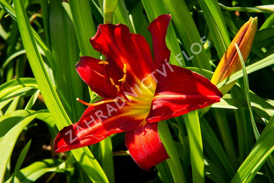 Denivka 'Anzac' - Hemerocallis 'Anzac'