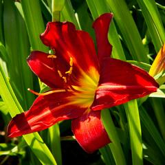 Denivka 'Anzac' - Hemerocallis 'Anzac'