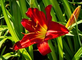 Denivka 'Anzac' - Hemerocallis 'Anzac'