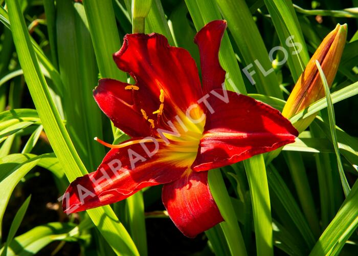 Denivka 'Anzac' - Hemerocallis 'Anzac'