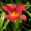 Denivka 'Pardon Me' - Hemerocallis 'Pardon Me'