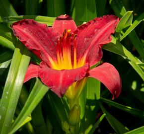Denivka 'Pardon Me' - Hemerocallis 'Pardon Me'