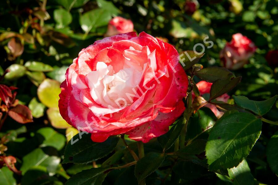 Růže velkokvětá Tantau 'Nostalgie' - Rosa VK 'Nostalgie'