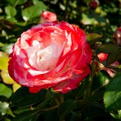 Růže velkokvětá Tantau 'Nostalgie' - Rosa VK 'Nostalgie'