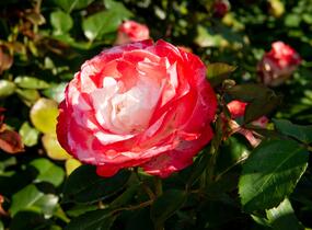 Růže velkokvětá Tantau 'Nostalgie' - Rosa VK 'Nostalgie'