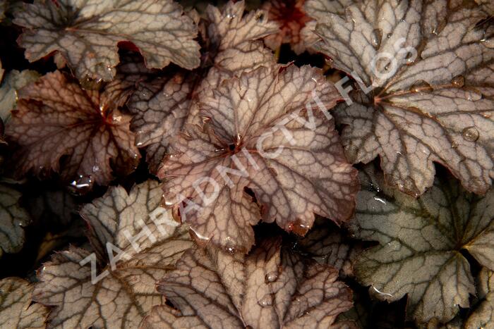 Dlužicha 'Milan' - Heuchera hybrida 'Milan'