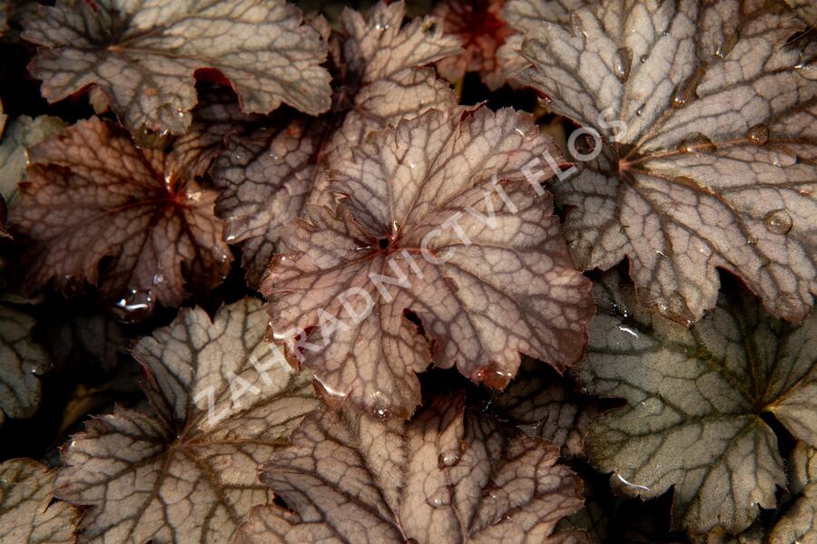 Dlužicha 'Milan' - Heuchera hybrida 'Milan'