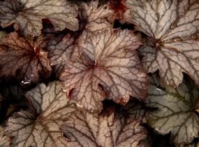 Dlužicha 'Milan' - Heuchera hybrida 'Milan'