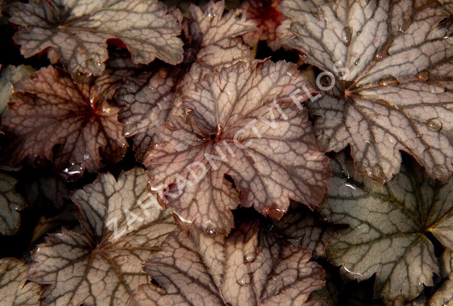 Dlužicha 'Milan' - Heuchera hybrida 'Milan'