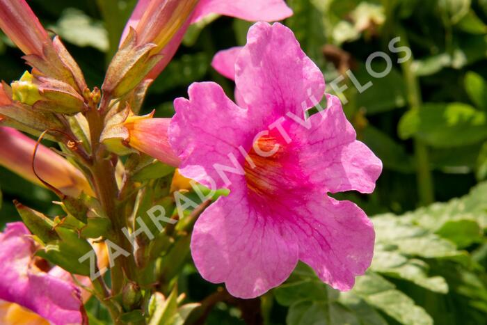 Dvojostnice - Incarvillea delavayi