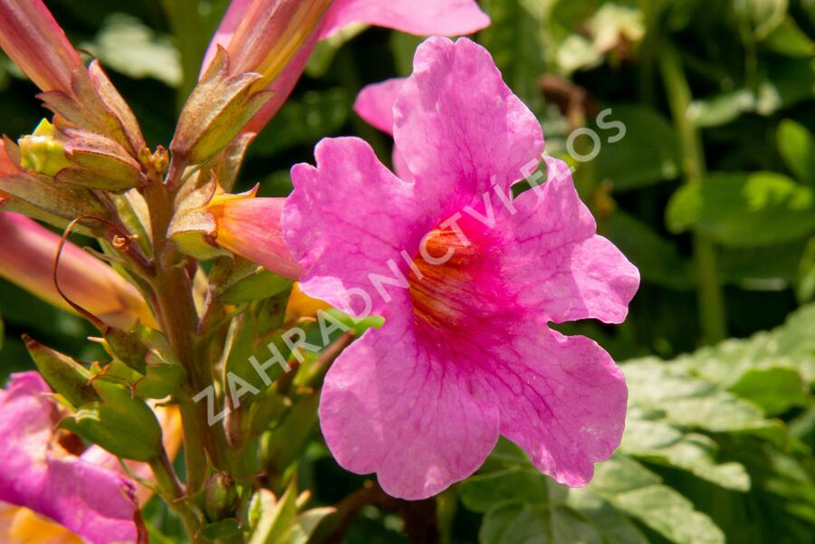 Dvojostnice - Incarvillea delavayi
