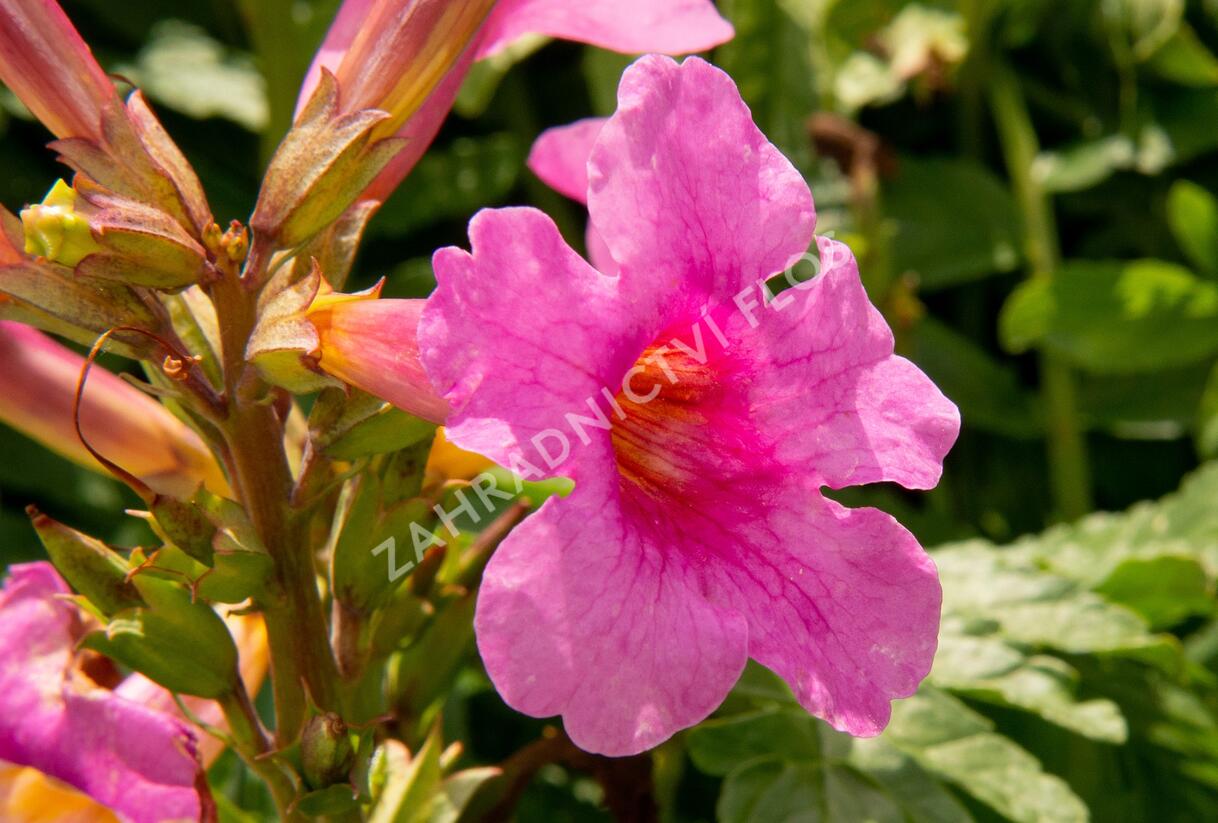 Dvojostnice - Incarvillea delavayi