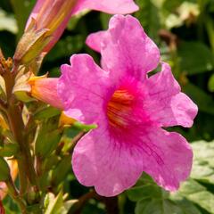 Dvojostnice - Incarvillea delavayi