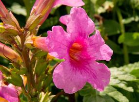 Dvojostnice - Incarvillea delavayi