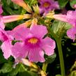 Dvojostnice - Incarvillea delavayi