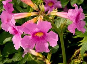 Dvojostnice - Incarvillea delavayi