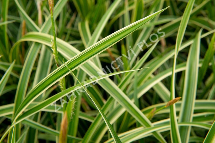 Ostřice japonská 'Ice Dance' - Carex morrowii 'Ice Dance'