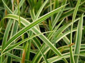 Ostřice japonská 'Ice Dance' - Carex morrowii 'Ice Dance'