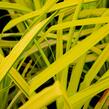 Ostřice vyvýšená 'Bowles Golden' - Carex elata 'Bowles Golden'