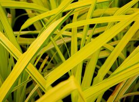 Ostřice vyvýšená 'Bowles Golden' - Carex elata 'Bowles Golden'