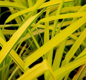 Ostřice vyvýšená 'Bowles Golden' - Carex elata 'Bowles Golden'