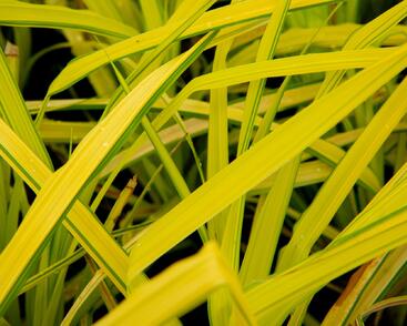 Ostřice vyvýšená 'Bowles Golden'