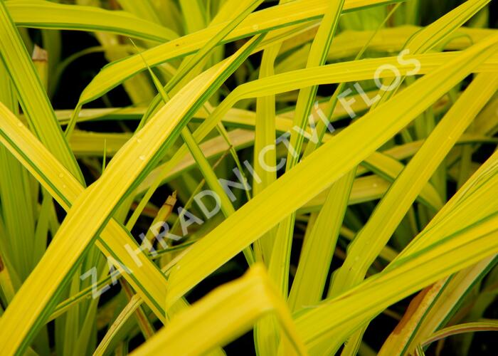 Ostřice vyvýšená 'Bowles Golden' - Carex elata 'Bowles Golden'