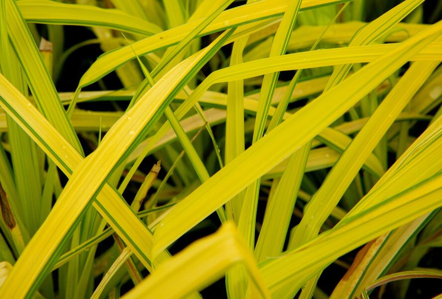 Ostřice vyvýšená 'Bowles Golden' - Carex elata 'Bowles Golden'