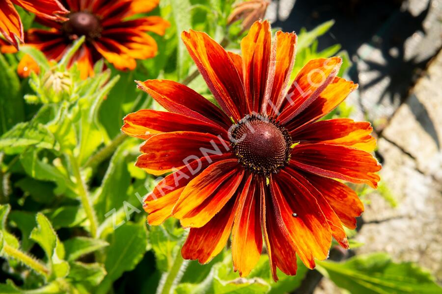 Třapatka srstnatá 'Capuccino' - Rudbeckia hirta 'Capuccino'