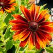 Třapatka srstnatá 'Capucino' - Rudbeckia hirta 'Capucino'