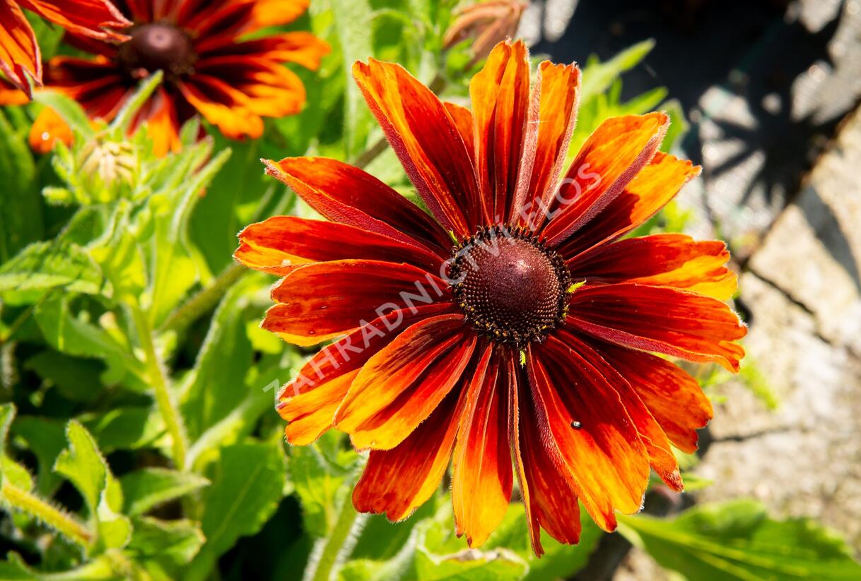 Třapatka srstnatá 'Capuccino' - Rudbeckia hirta 'Capuccino'