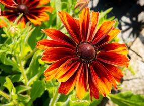 Třapatka srstnatá 'Capuccino' - Rudbeckia hirta 'Capuccino'