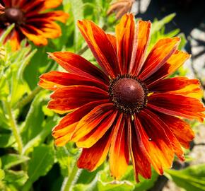 Třapatka srstnatá 'Capuccino' - Rudbeckia hirta 'Capuccino'