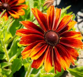 Třapatka srstnatá 'Capucino' - Rudbeckia hirta 'Capucino'