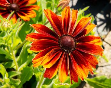 Třapatka srstnatá 'Capuccino'