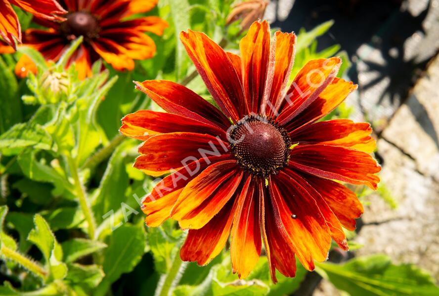 Třapatka srstnatá 'Capuccino' - Rudbeckia hirta 'Capuccino'