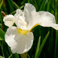 Kosatec sibiřský 'Dreaming Orange' - Iris sibirica 'Dreaming Orange'