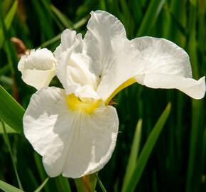 Kosatec sibiřský 'Dreaming Orange' - Iris sibirica 'Dreaming Orange'