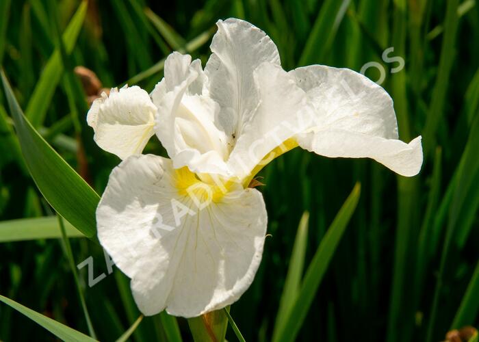 Kosatec sibiřský 'Dreaming Orange' - Iris sibirica 'Dreaming Orange'