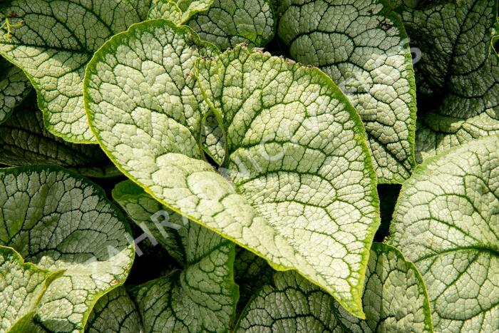Pomněnkovec velkolistý 'Sea Heart' - Brunnera macrophylla 'Sea Heart'
