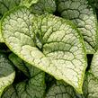 Pomněnkovec velkolistý 'Sea Heart' - Brunnera macrophylla 'Sea Heart'